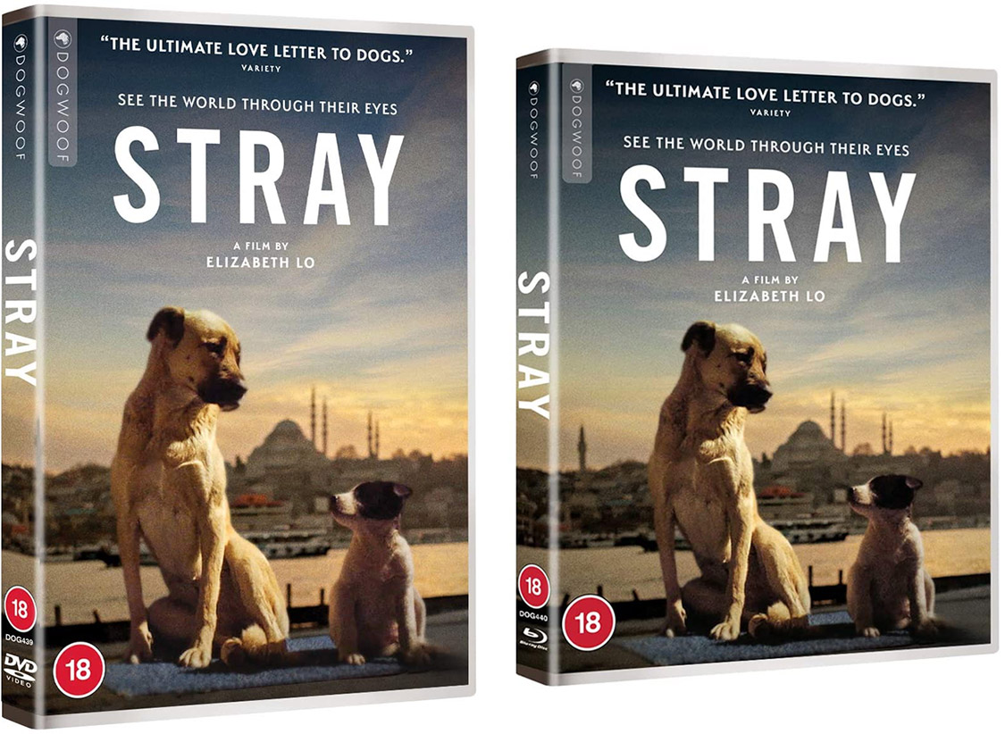 Stray DVD and Blu-ray cover art