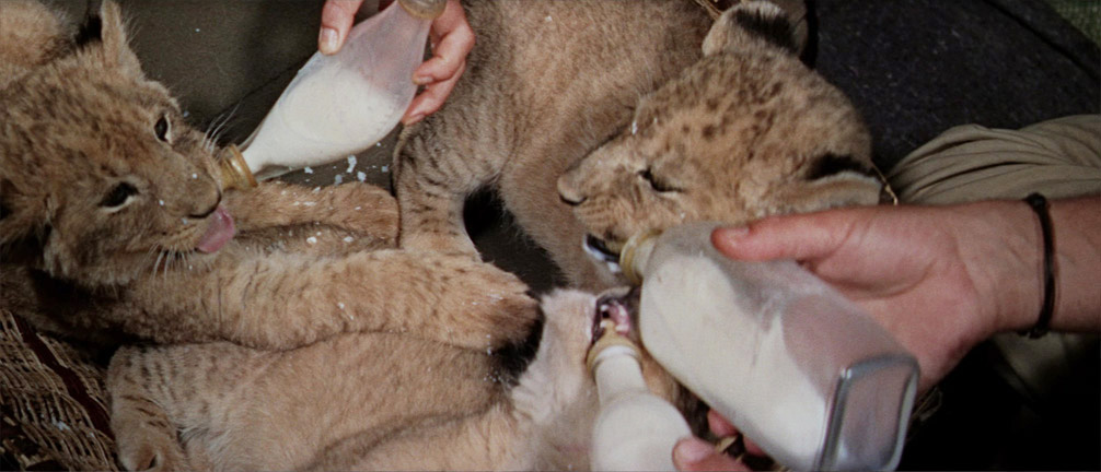 Feeding the lion cubs