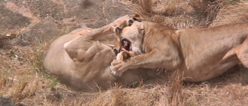 Lionesses fight for real in Born Free