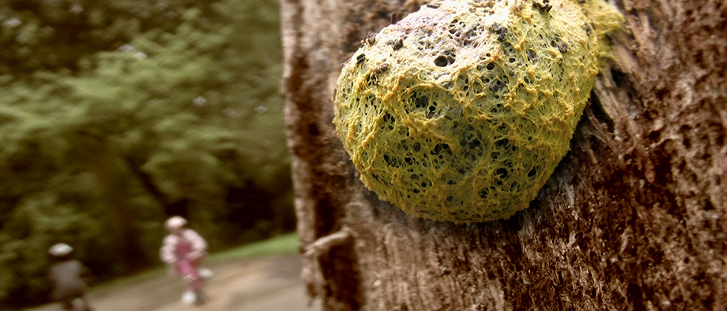 Slime mould in its natural environment