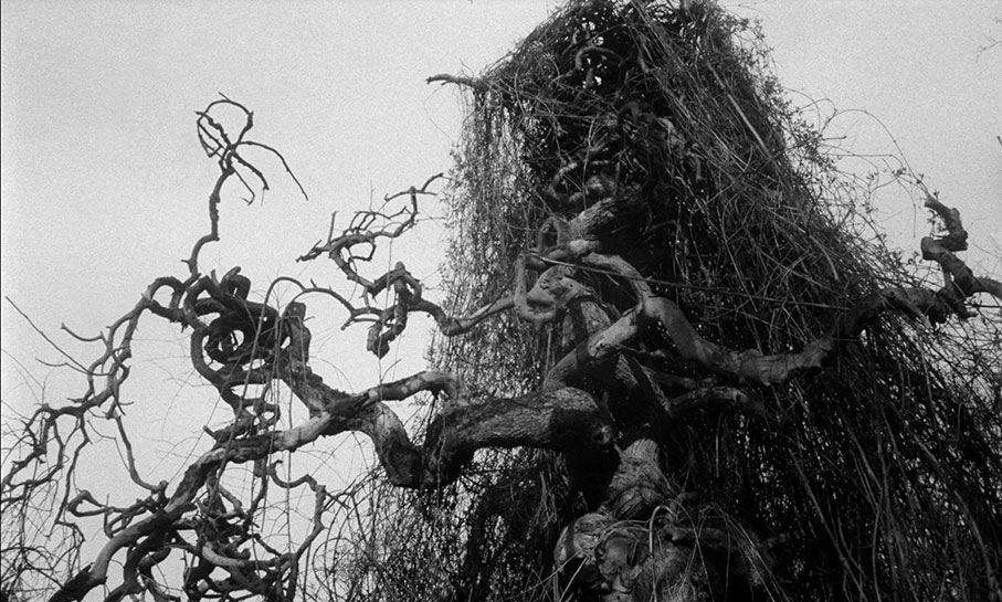 A twisted expressionist tree in Rape of the Vampire